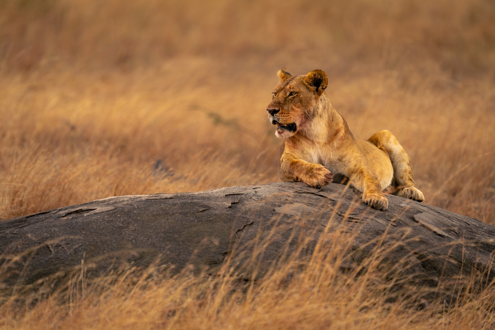 Tanzania Smart - 9 e 16 Agosto