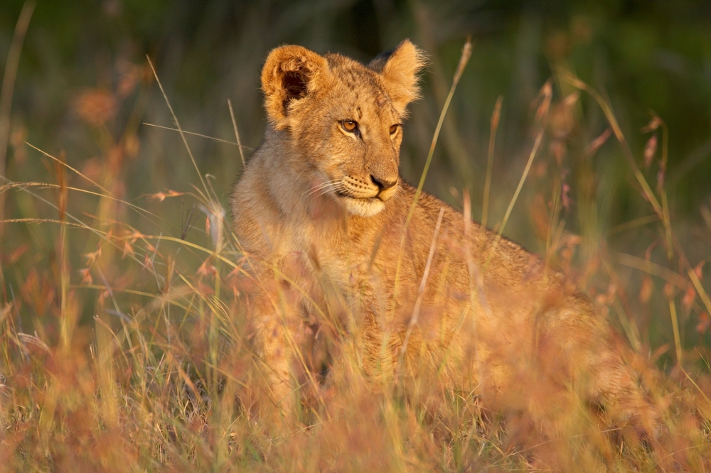 Kenya dal Mara al mare - 9 Agosto