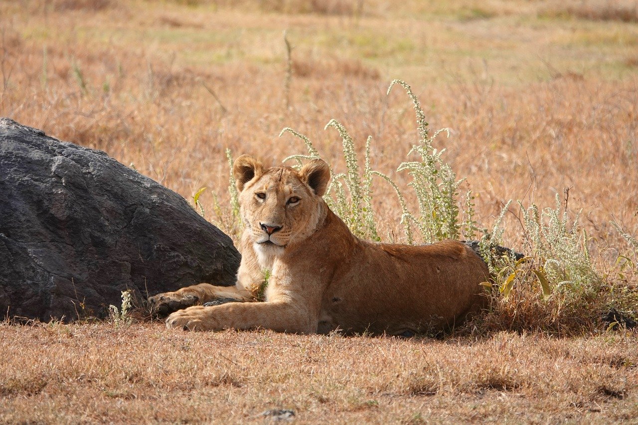 Tanzania Explorer e Zanzibar - 14 Agosto